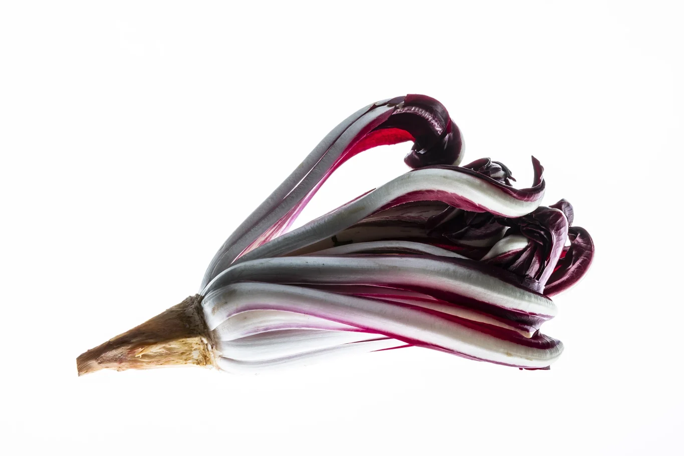Radicchio Rosso di Treviso Tardivo.