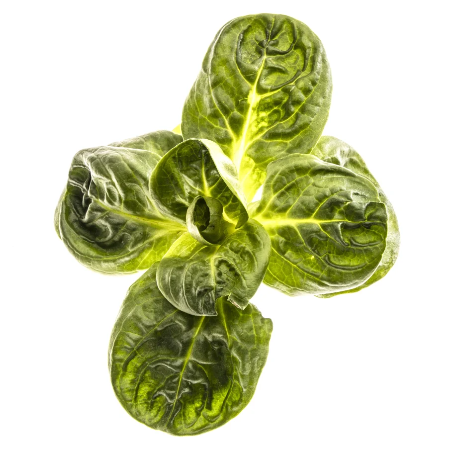 Frisches, grünes Blatt vom Feldsalat mit gewelltem Rand und glänzender Oberfläche.